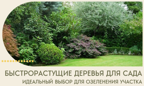Быстрорастущие деревья для сада идеальный выбор в Лысьве
