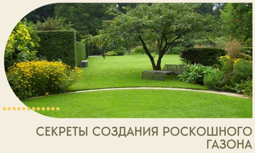 Секреты создания роскошного газона в Лысьве